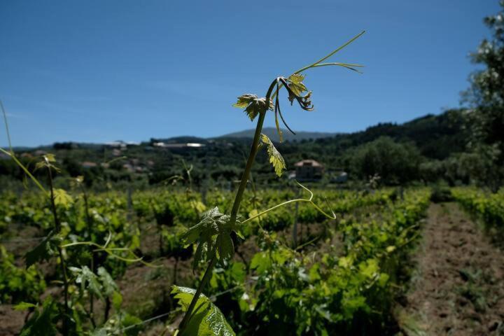 Villa Quinta de Vodra Seia Esterno foto