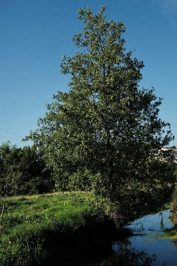 Villa Quinta de Vodra Seia Esterno foto
